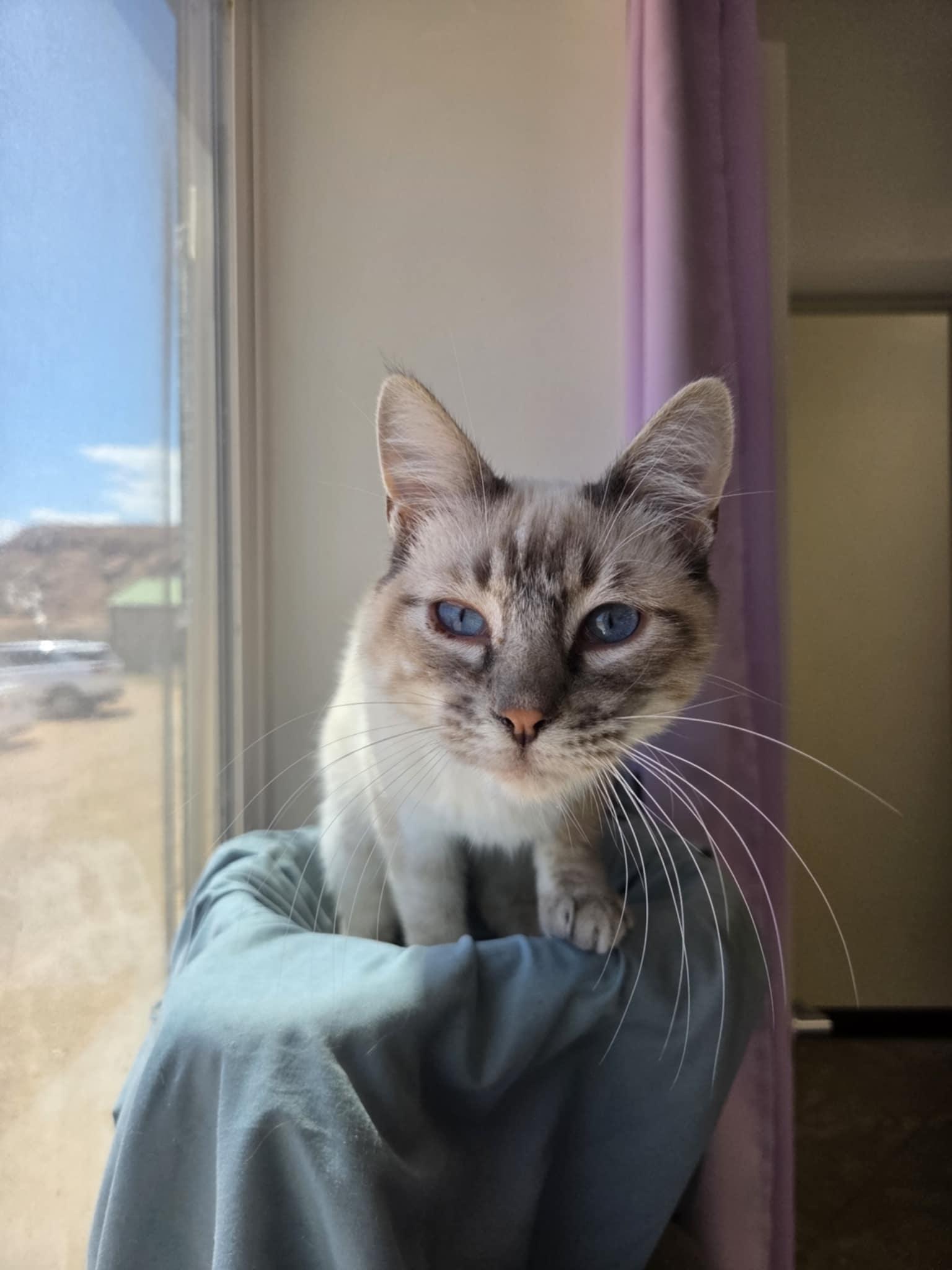 Baller, an adoptable Siamese in Roosevelt, UT, 84066 | Photo Image 1