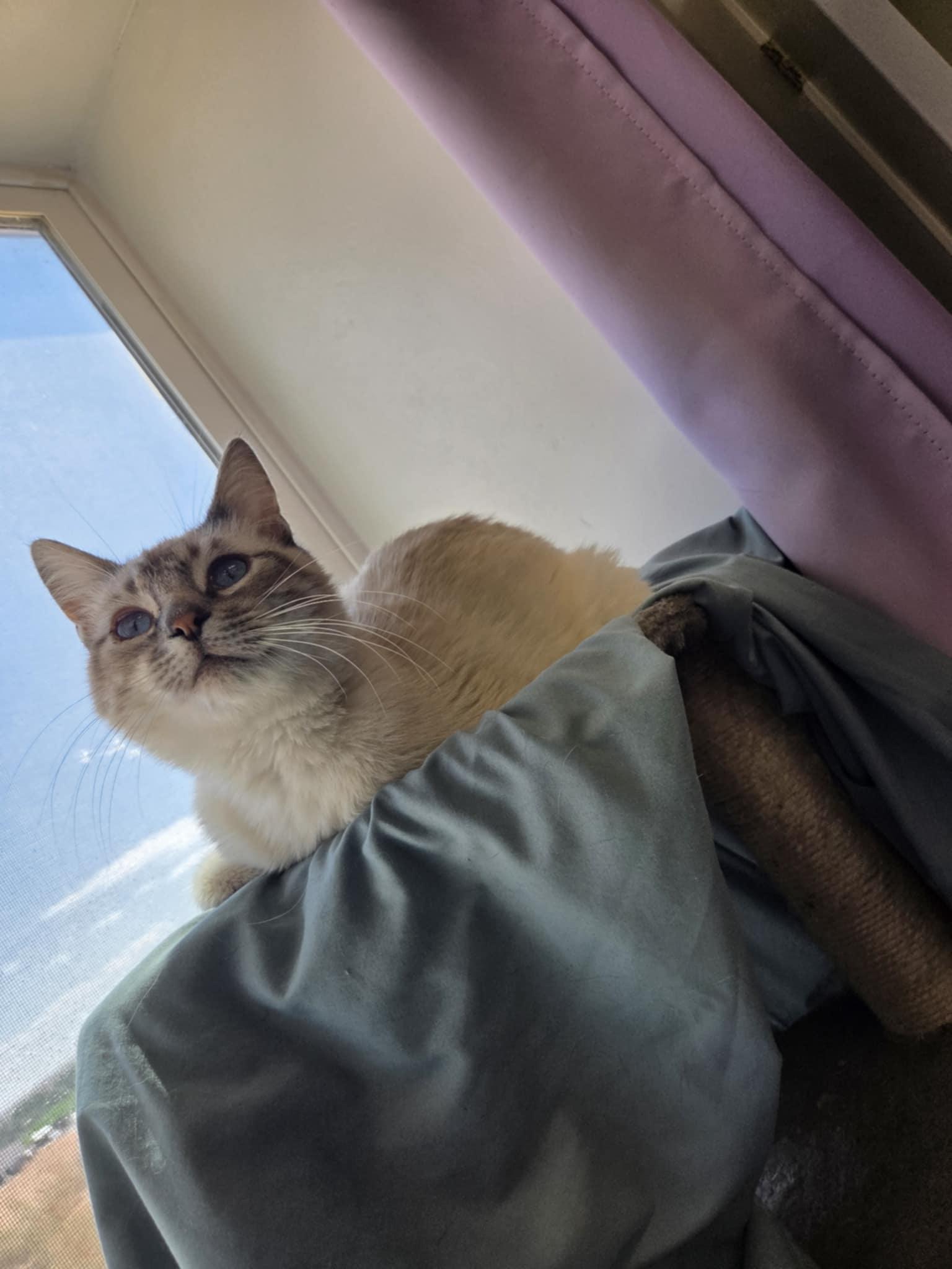 Baller, an adoptable Siamese in Roosevelt, UT, 84066 | Photo Image 3