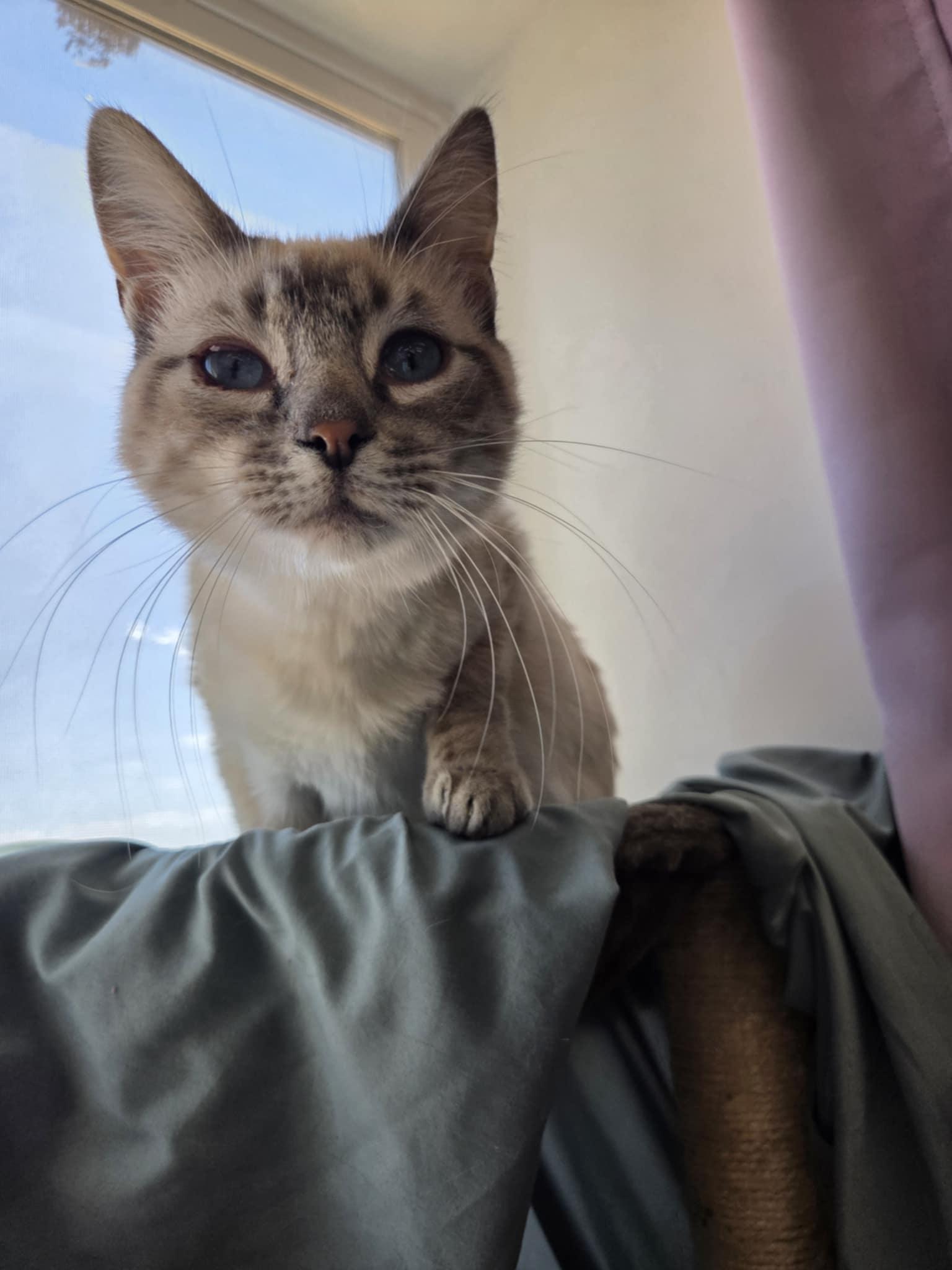 Baller, an adoptable Siamese in Roosevelt, UT, 84066 | Photo Image 2