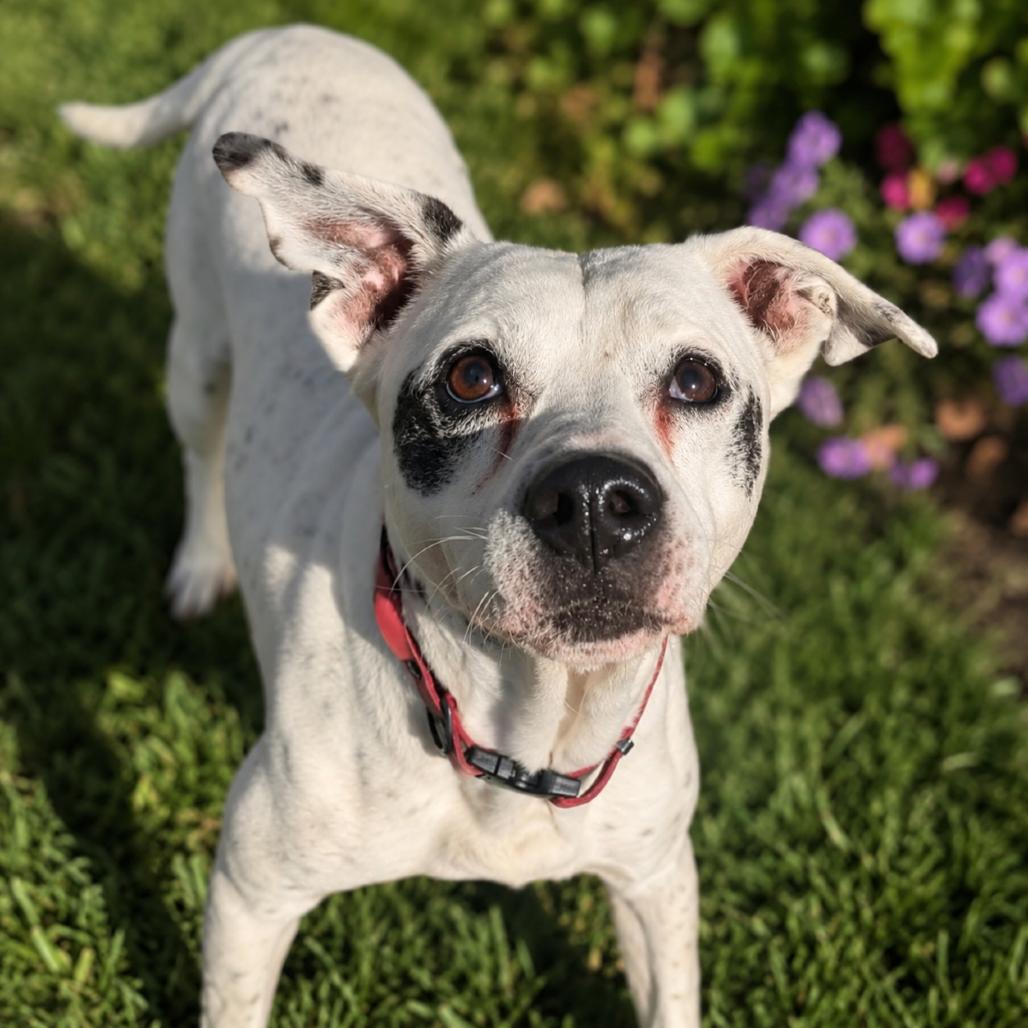 Mina, Adoptable, Senior Female Dalmatian & Mixed Breed.