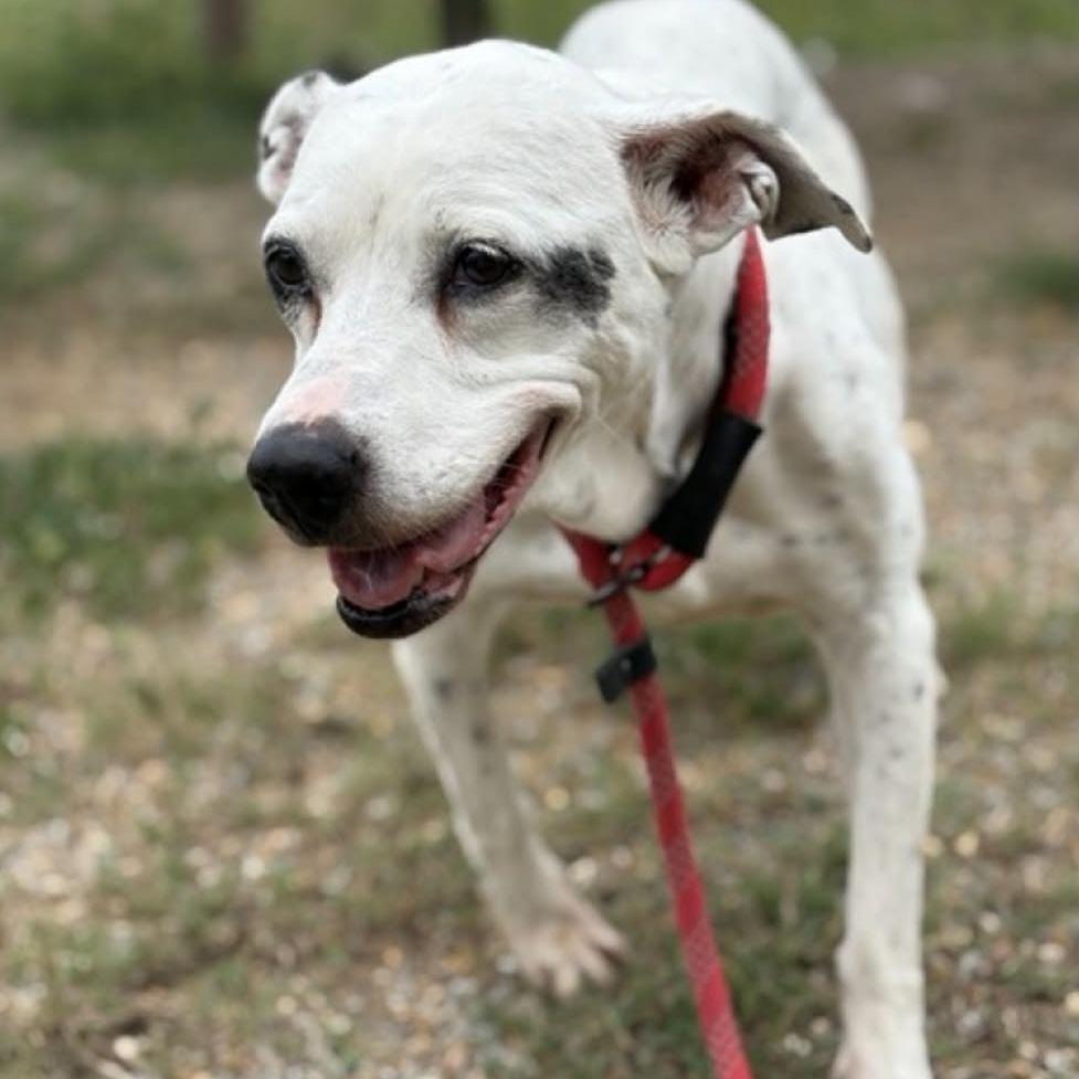 Enlarge Mina, a Adoptable mixed breed in Griswold, CT image 3/3