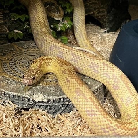 Enlarge King Snake, an adopted King / Milk in Manheim, PA image 2/2