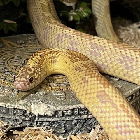 Enlarge King Snake, an adopted King / Milk in Manheim, PA image 1/2