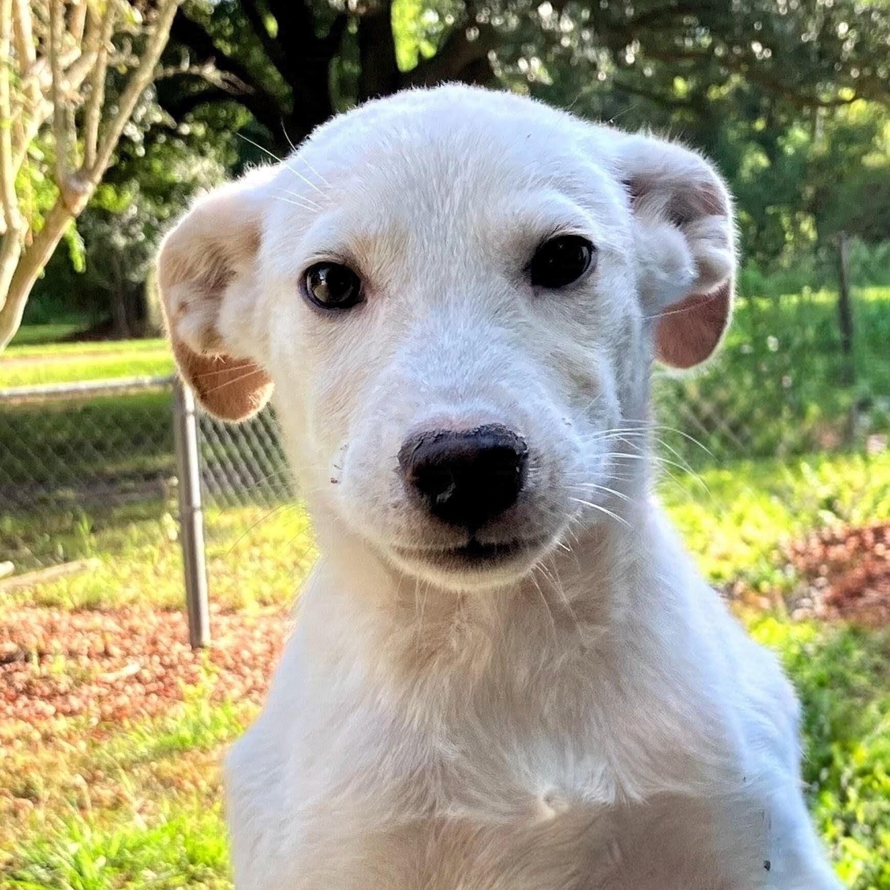 Enlarge Kenny, a ADOPTABLE mixed breed in Willington, CT image 2/6