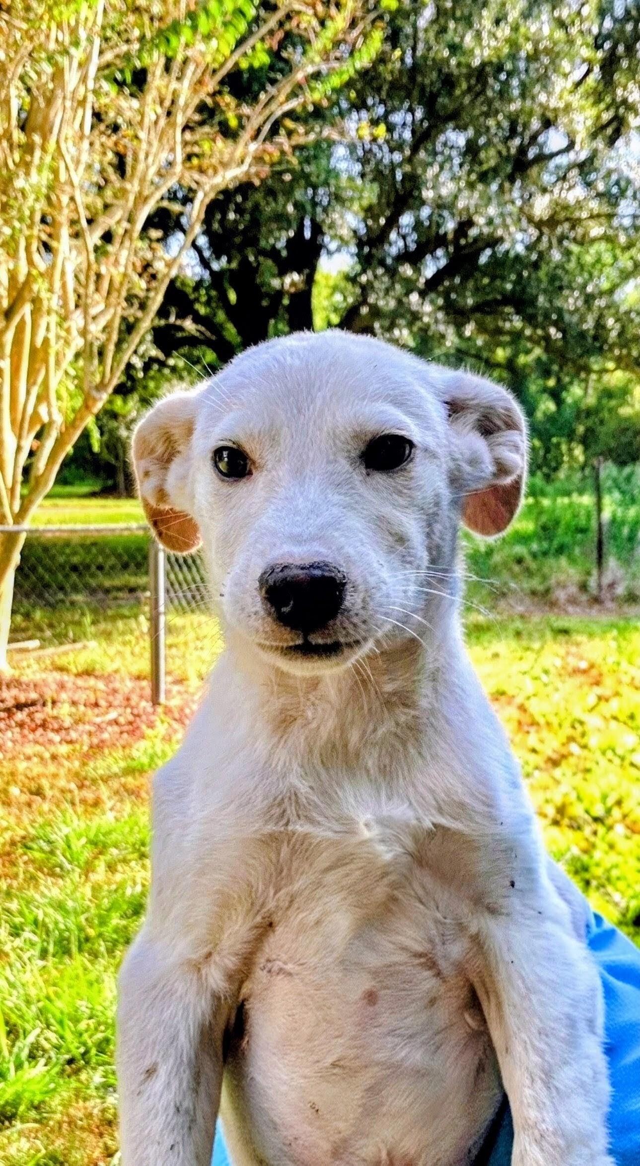 Enlarge Kenny, a ADOPTABLE mixed breed in Willington, CT image 1/6