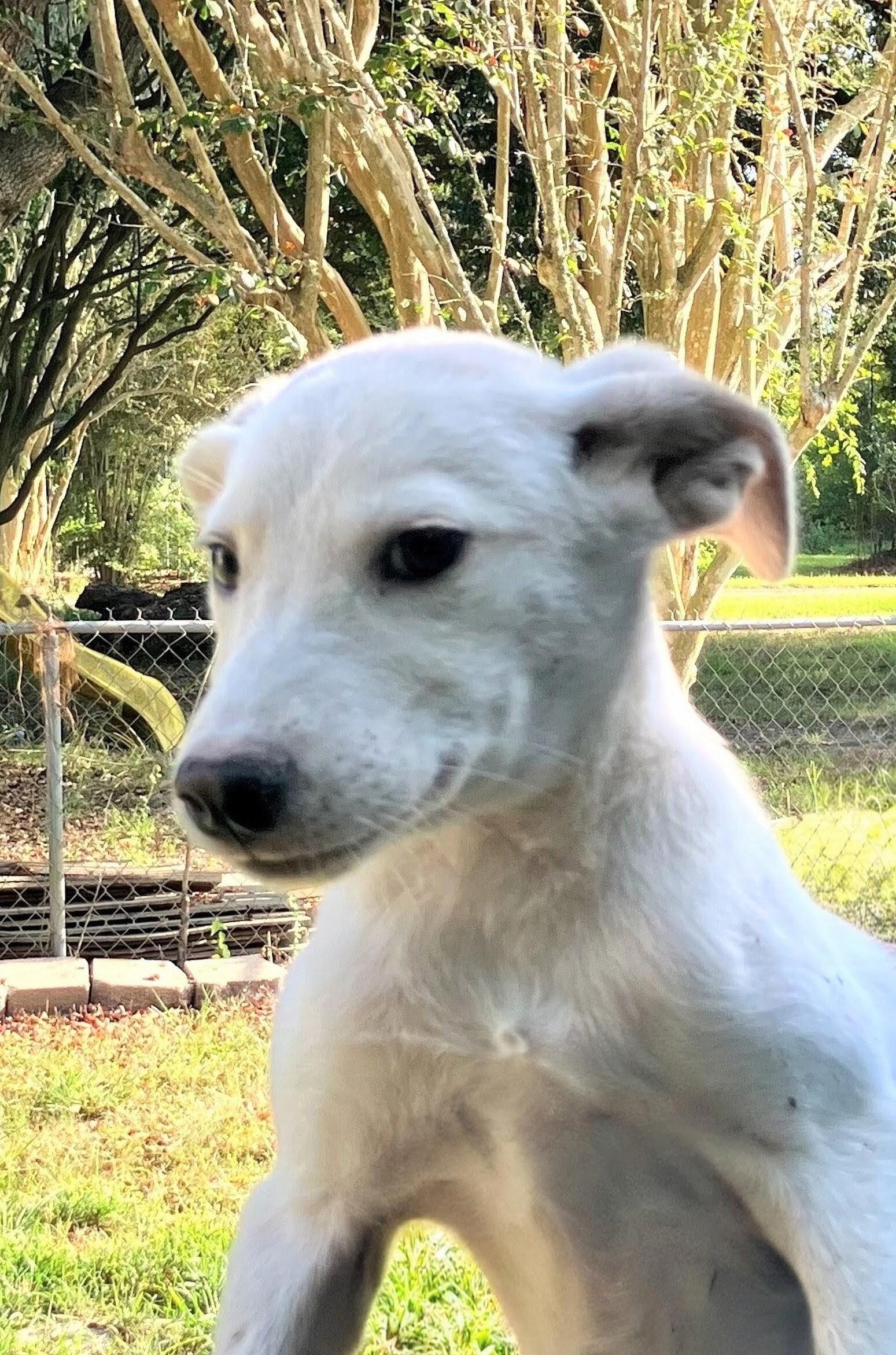 Enlarge Kenny, a ADOPTABLE mixed breed in Willington, CT image 6/6