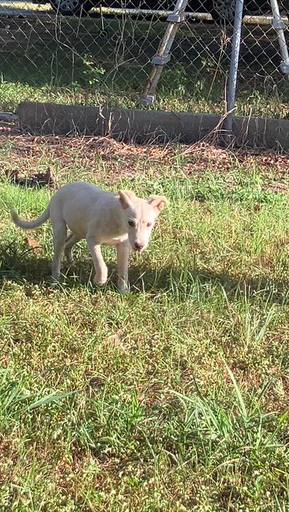Enlarge Kenny, a ADOPTABLE mixed breed in Willington, CT video 4/6