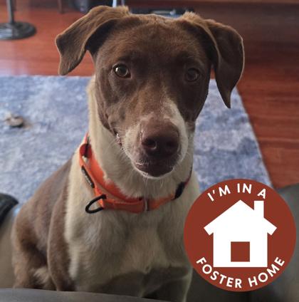 Lola, Adoptable, Young Female Mixed Breed & Mixed Breed.
