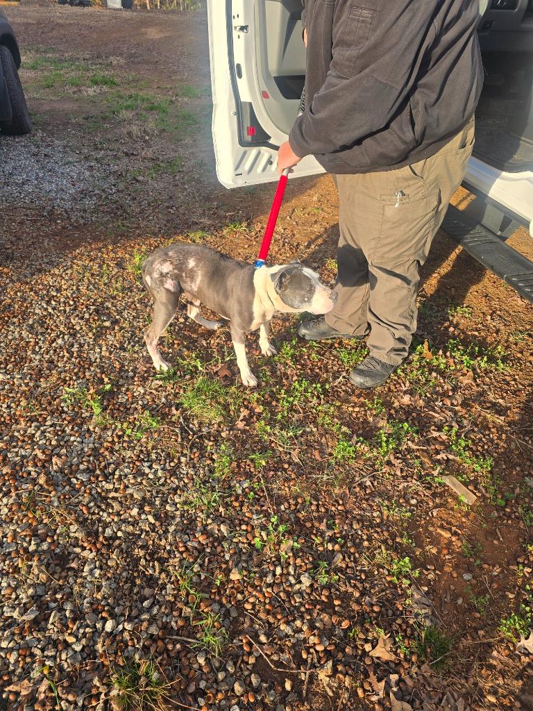 Sabrina, Adoptable, Young Female Mixed Breed.