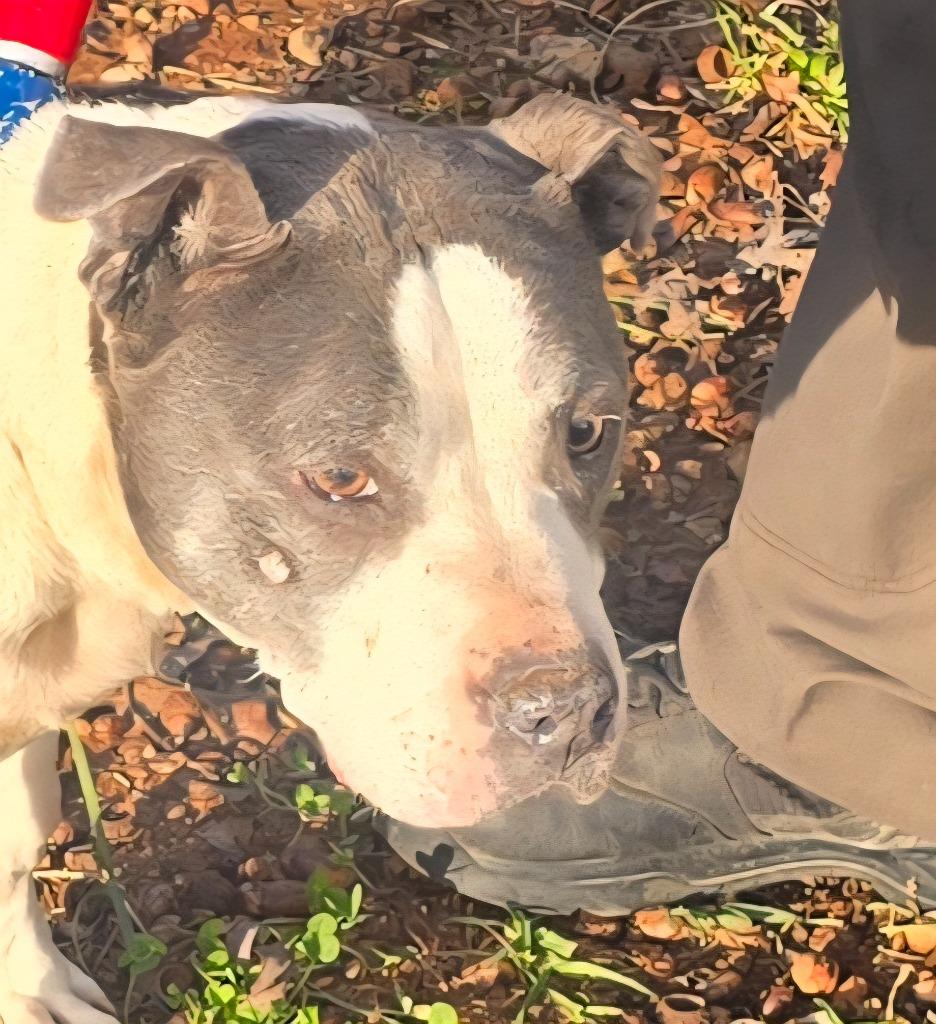 Sabrina, a Adoptable mixed breed in Cartersville , GA image 2/2