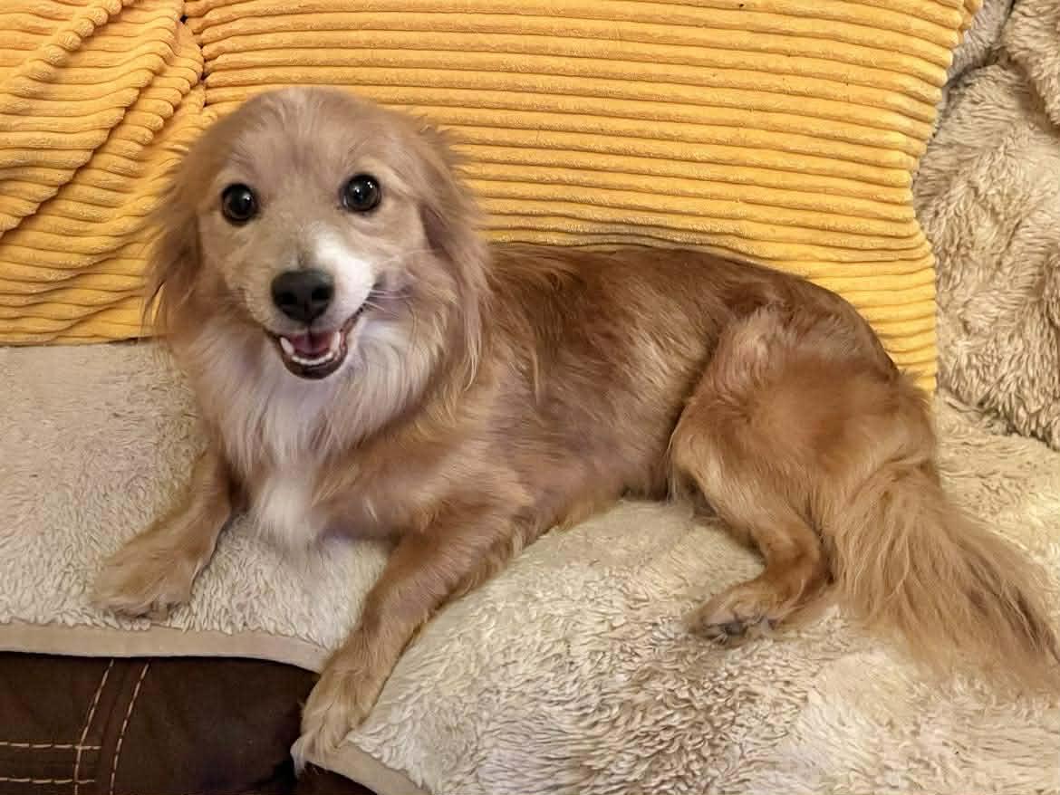 Enlarge Trina!, a Adopted mixed breed in Roseville, CA image 1/3