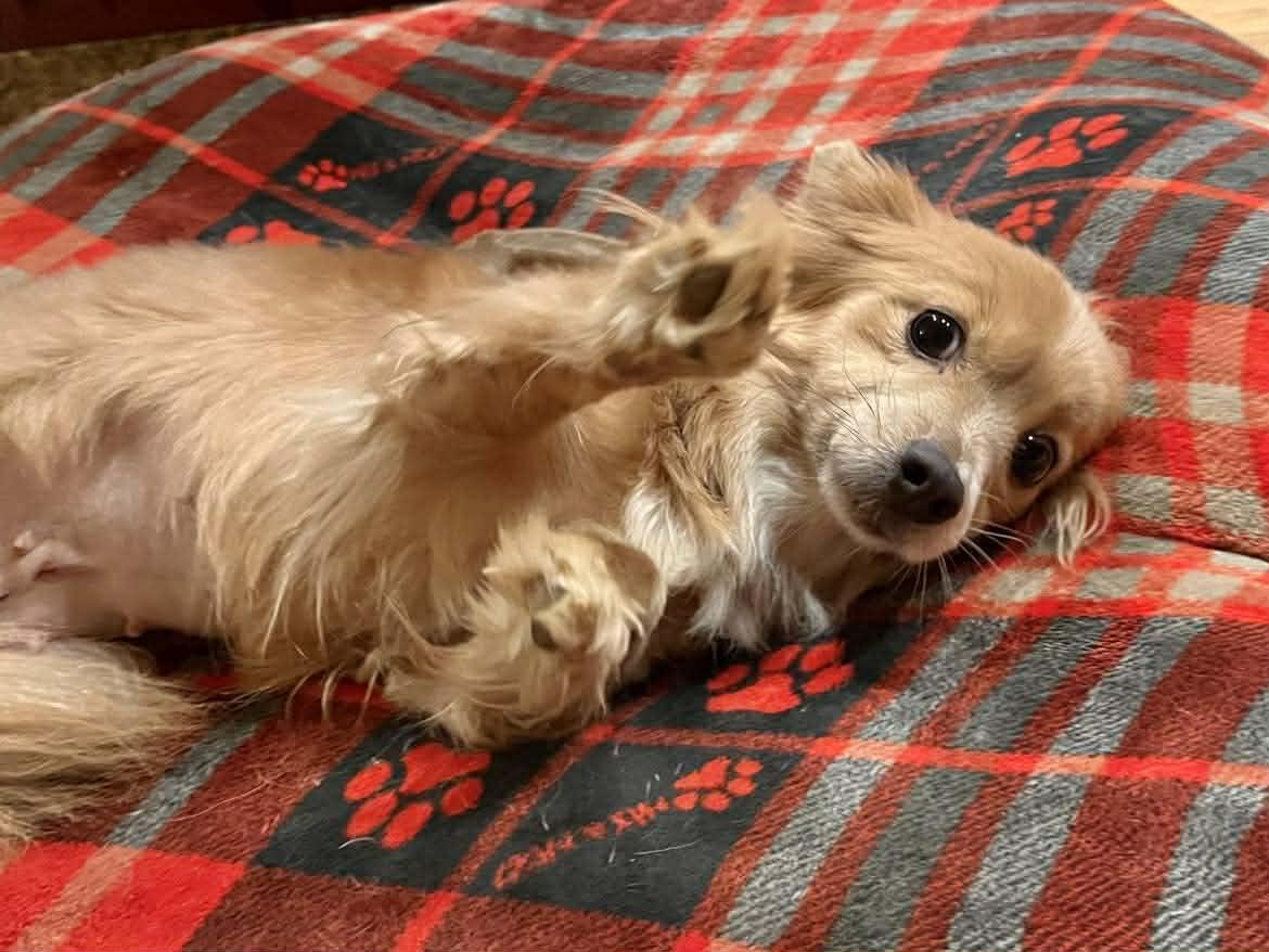 Enlarge Trina!, a Adopted mixed breed in Roseville, CA image 2/3