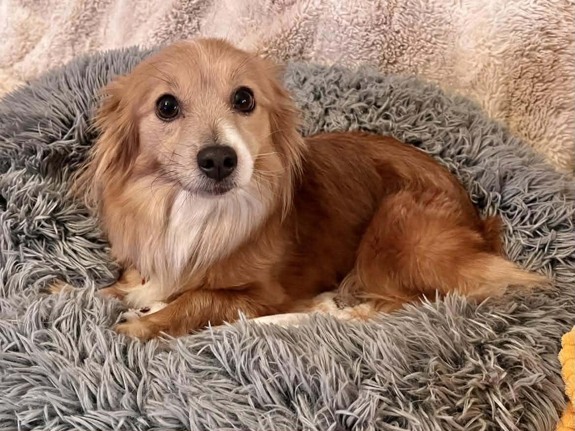 Enlarge Trina!, a Adopted mixed breed in Roseville, CA image 3/3