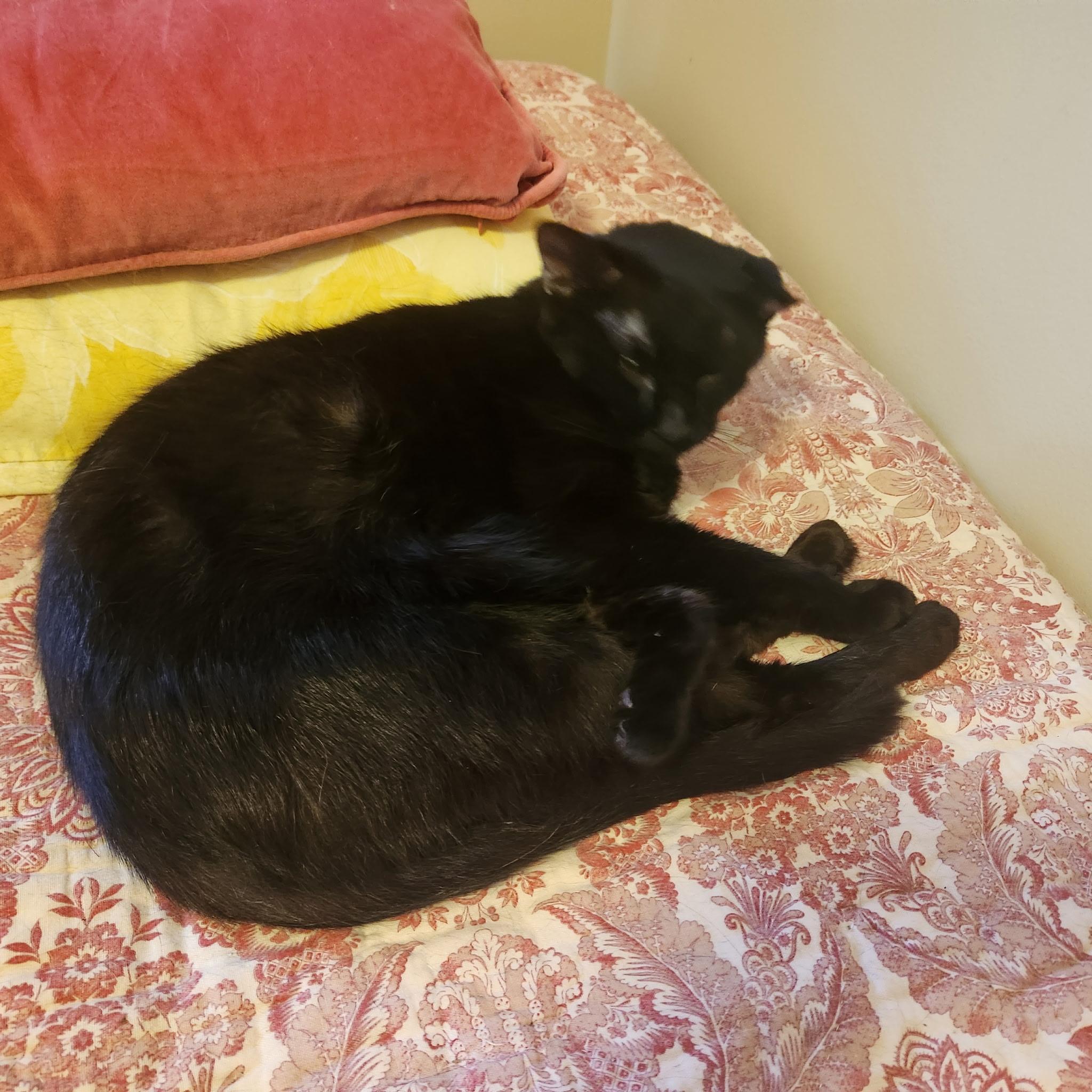Ace (& Ash), a ADOPTABLE Domestic Short Hair in Leesburg, VA image 5/5
