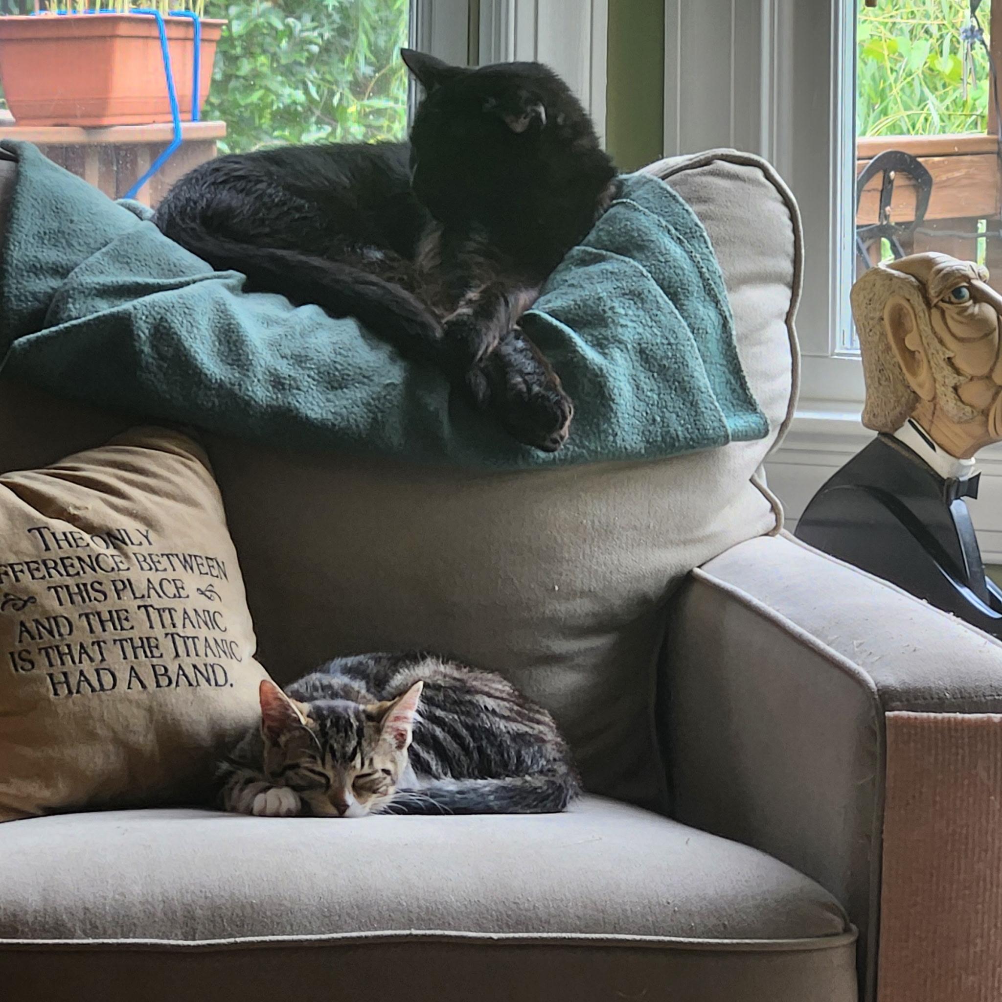 Ace (& Ash), a ADOPTABLE Domestic Short Hair in Leesburg, VA image 3/5