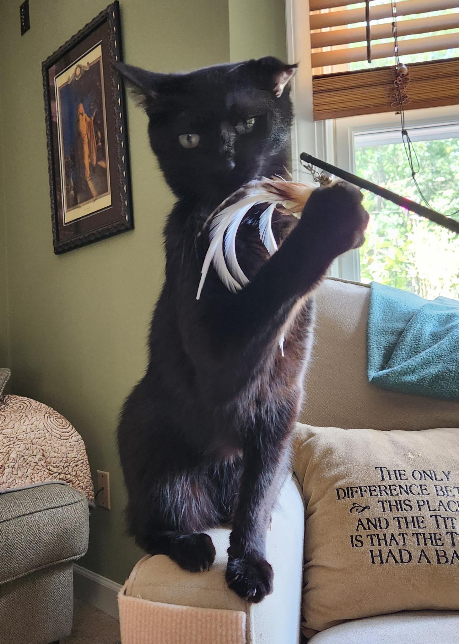 Ace (& Ash), a ADOPTABLE Domestic Short Hair in Leesburg, VA image 4/5
