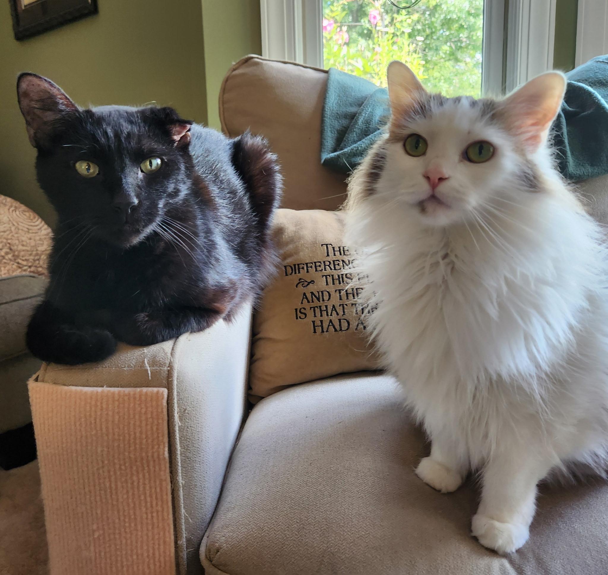 Ace (& Ash), ADOPTABLE, Adult Male Domestic Short Hair.
