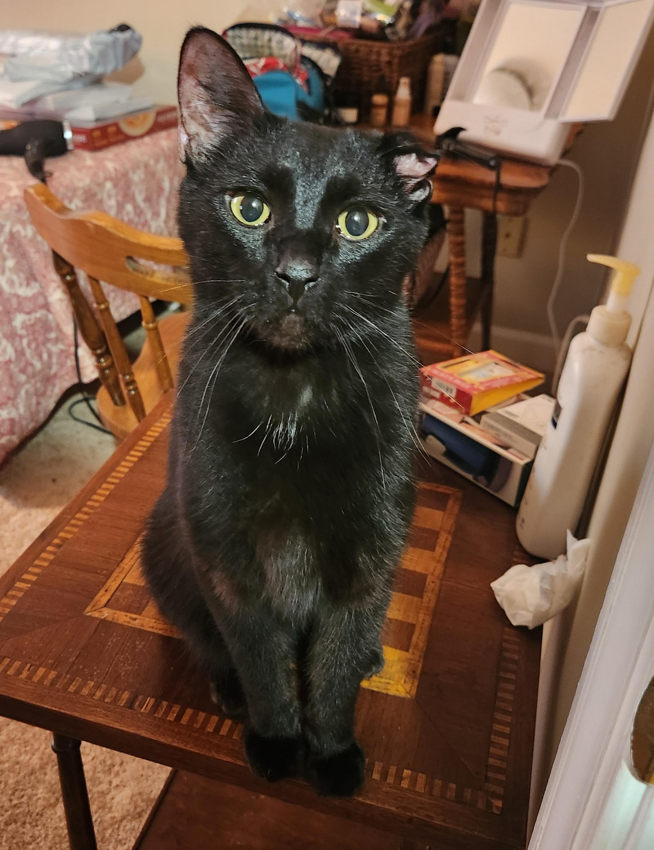 Ace (& Ash), a ADOPTABLE Domestic Short Hair in Leesburg, VA image 2/5