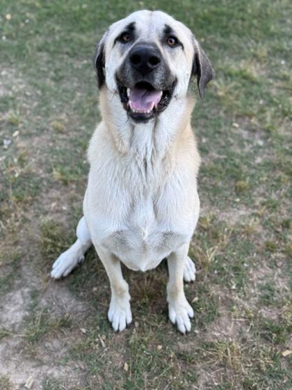 Beenie, Adoptable, Adult Male Mixed Breed & Mixed Breed.