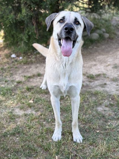Enlarge Beenie, a Adoptable mixed breed in Memphis, TN image 2/3