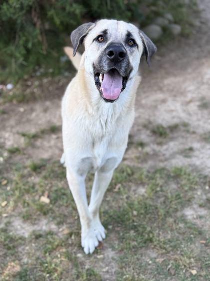 Enlarge Beenie, a Adoptable mixed breed in Memphis, TN image 3/3