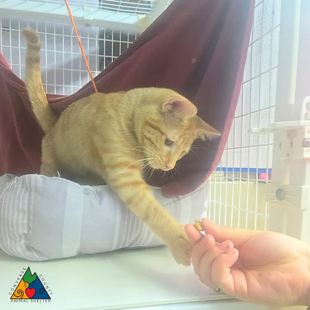 Popcorn, ADOPTABLE, Young Male Domestic Short Hair.