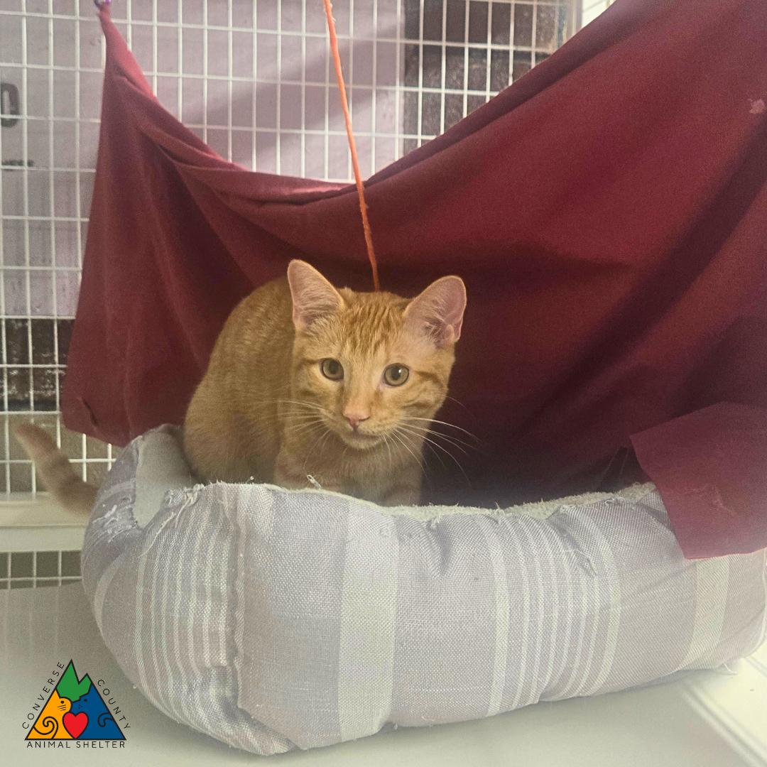 Enlarge Popcorn, a ADOPTABLE Domestic Short Hair in Douglas, WY image 2/3