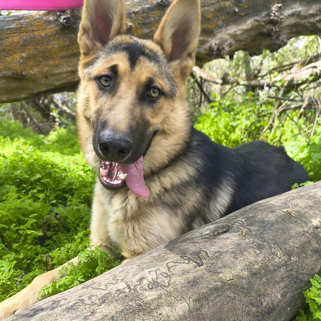 Enlarge Zoe (Gracie), a Adoptable German Shepherd Dog in Othello, WA image 1/6