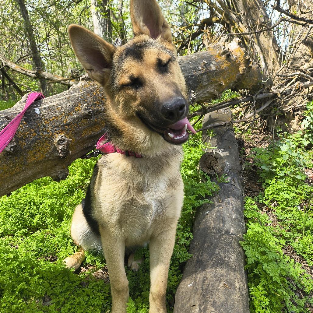 Enlarge Zoe (Gracie), a Adoptable German Shepherd Dog in Othello, WA image 2/6