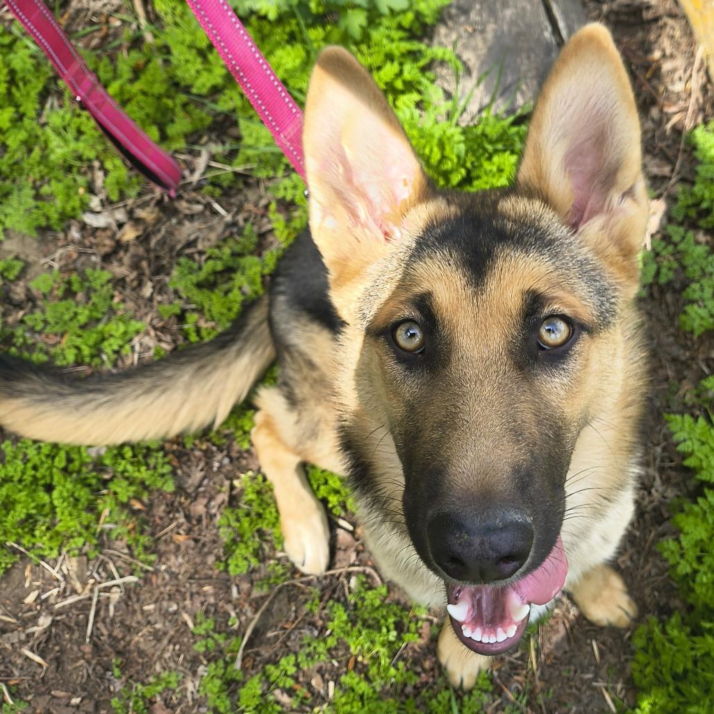 Enlarge Zoe (Gracie), a Adoptable German Shepherd Dog in Othello, WA image 4/6