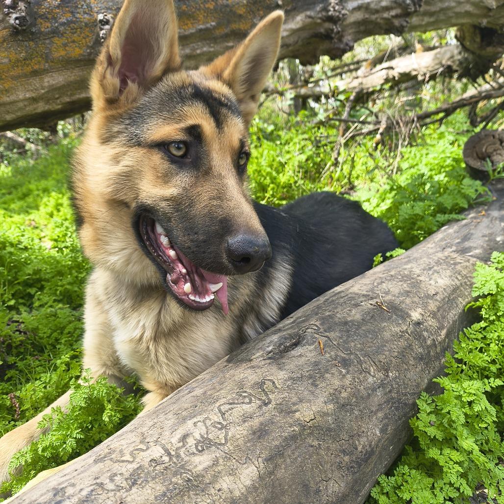 Enlarge Zoe (Gracie), a Adoptable German Shepherd Dog in Othello, WA image 5/6