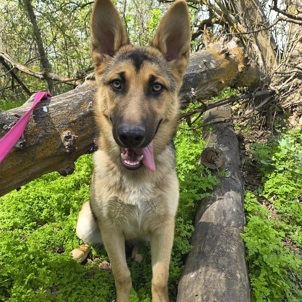 Enlarge Zoe (Gracie), a Adoptable German Shepherd Dog in Othello, WA image 6/6