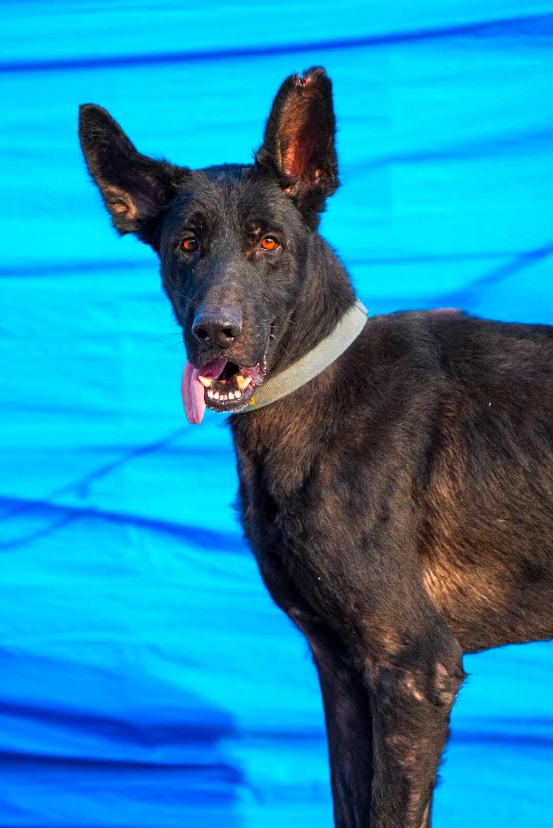 Enlarge RILEY, a Adoptable German Shepherd Dog in Toronto, ON image 2/6