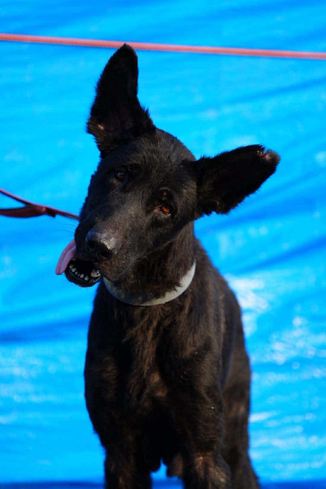 Enlarge RILEY, a Adoptable German Shepherd Dog in Toronto, ON image 6/6