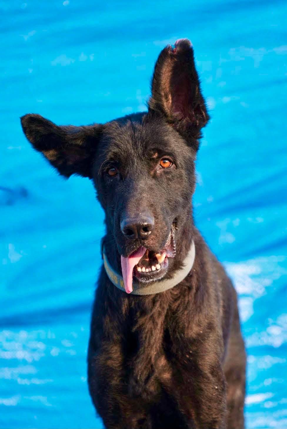 RILEY, Adoptable, Young Male German Shepherd Dog.