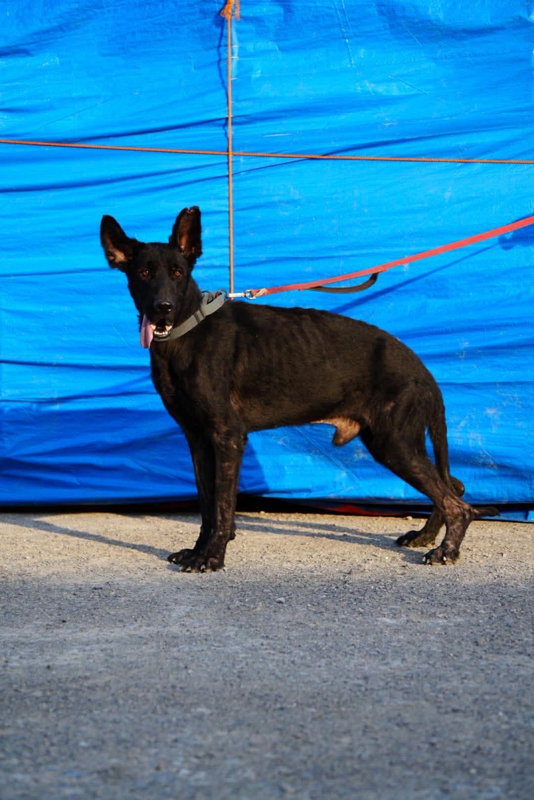Enlarge RILEY, a Adoptable German Shepherd Dog in Toronto, ON image 4/6