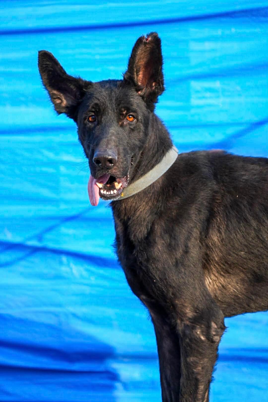 Enlarge RILEY, a Adoptable German Shepherd Dog in Toronto, ON image 5/6