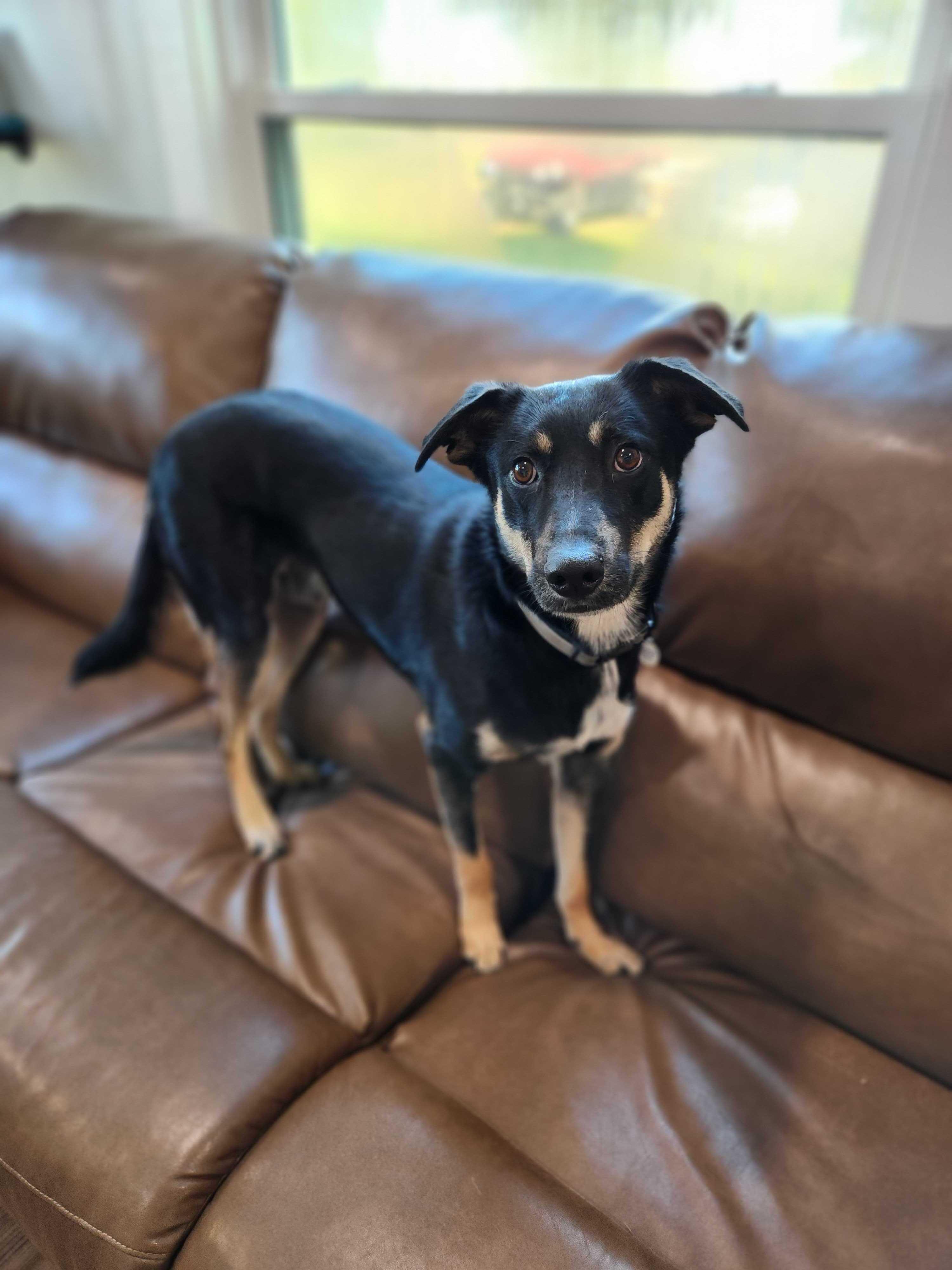 Enlarge John Deere, a Adoptable mixed breed in Blaine, WA image 6/6