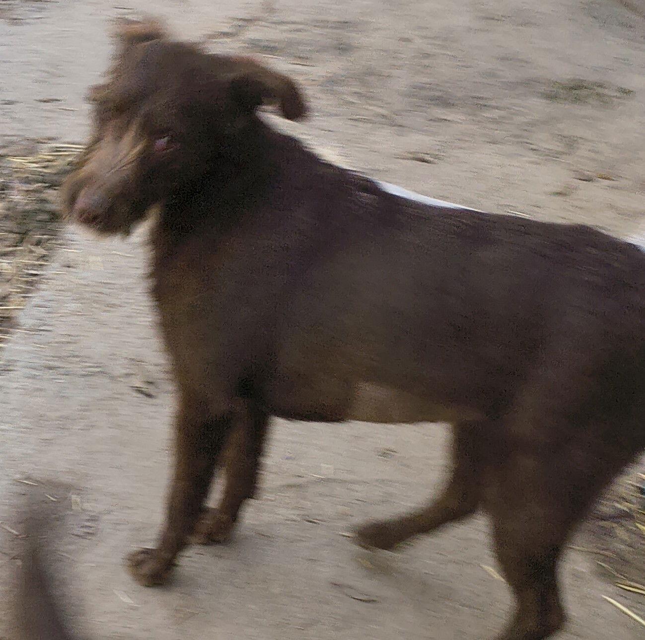 Enlarge Bonnie, a Adoptable mixed breed in Baileyton, AL image 1/2