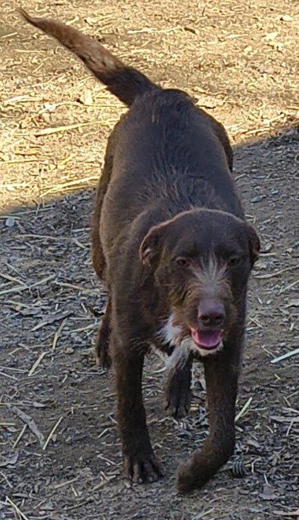 Bonnie, a Adoptable mixed breed in Baileyton, AL image 1/3