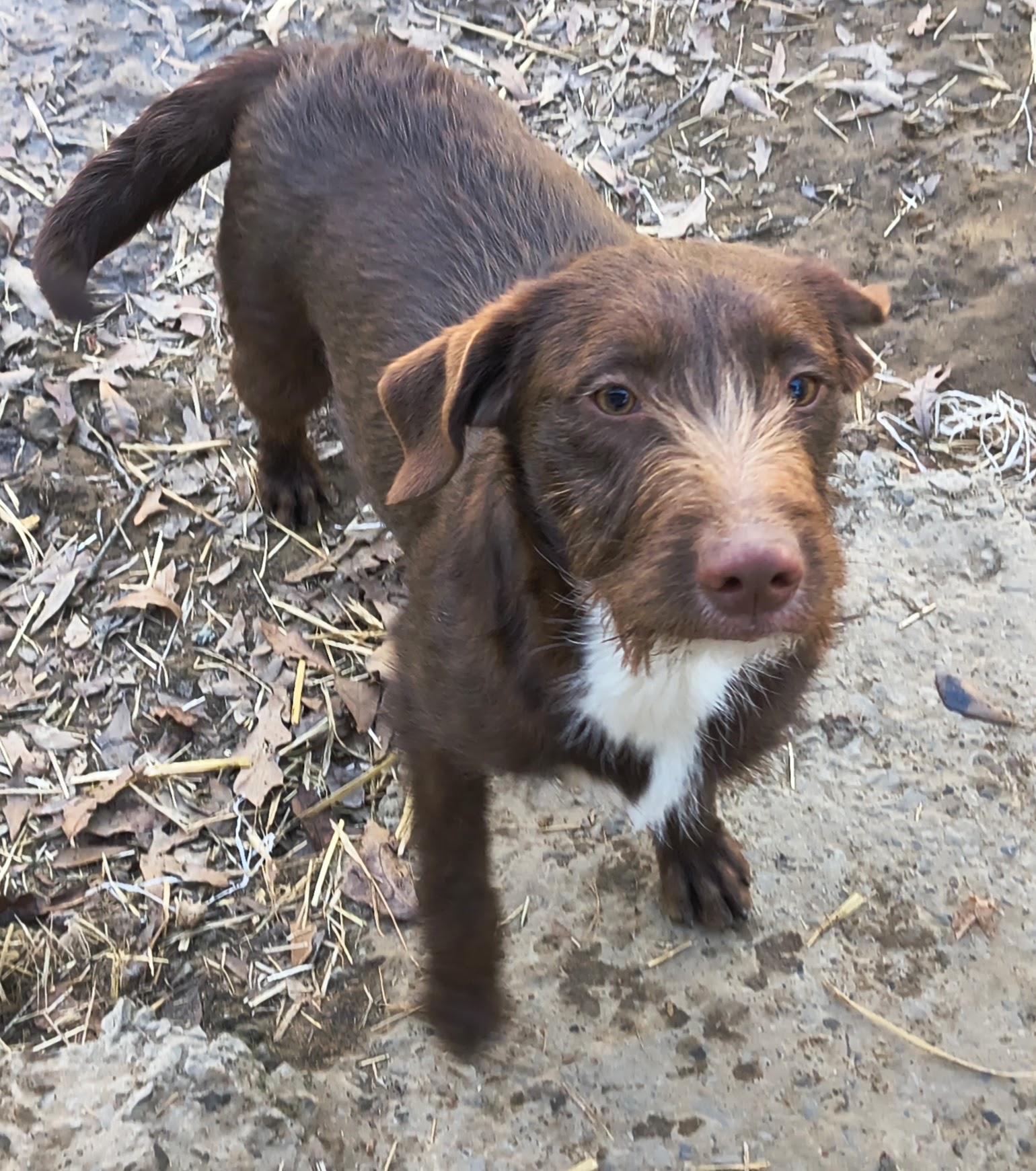 Bonnie, a Adoptable mixed breed in Baileyton, AL image 2/3