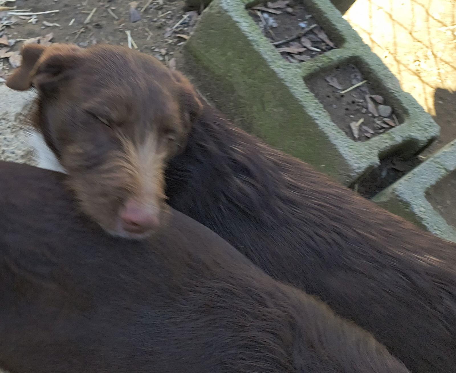 Enlarge Bonnie, a Adoptable mixed breed in Baileyton, AL image 2/2