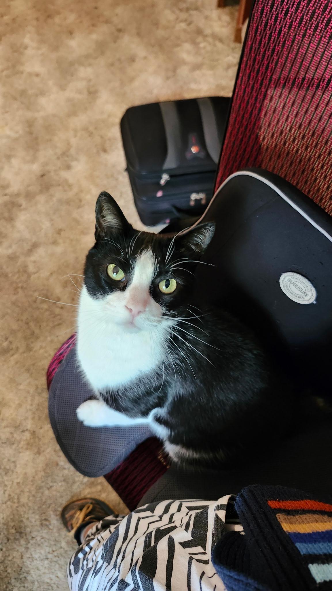 Enlarge Misha, a Adoptable Domestic Short Hair in Bethel, CT image 1/4