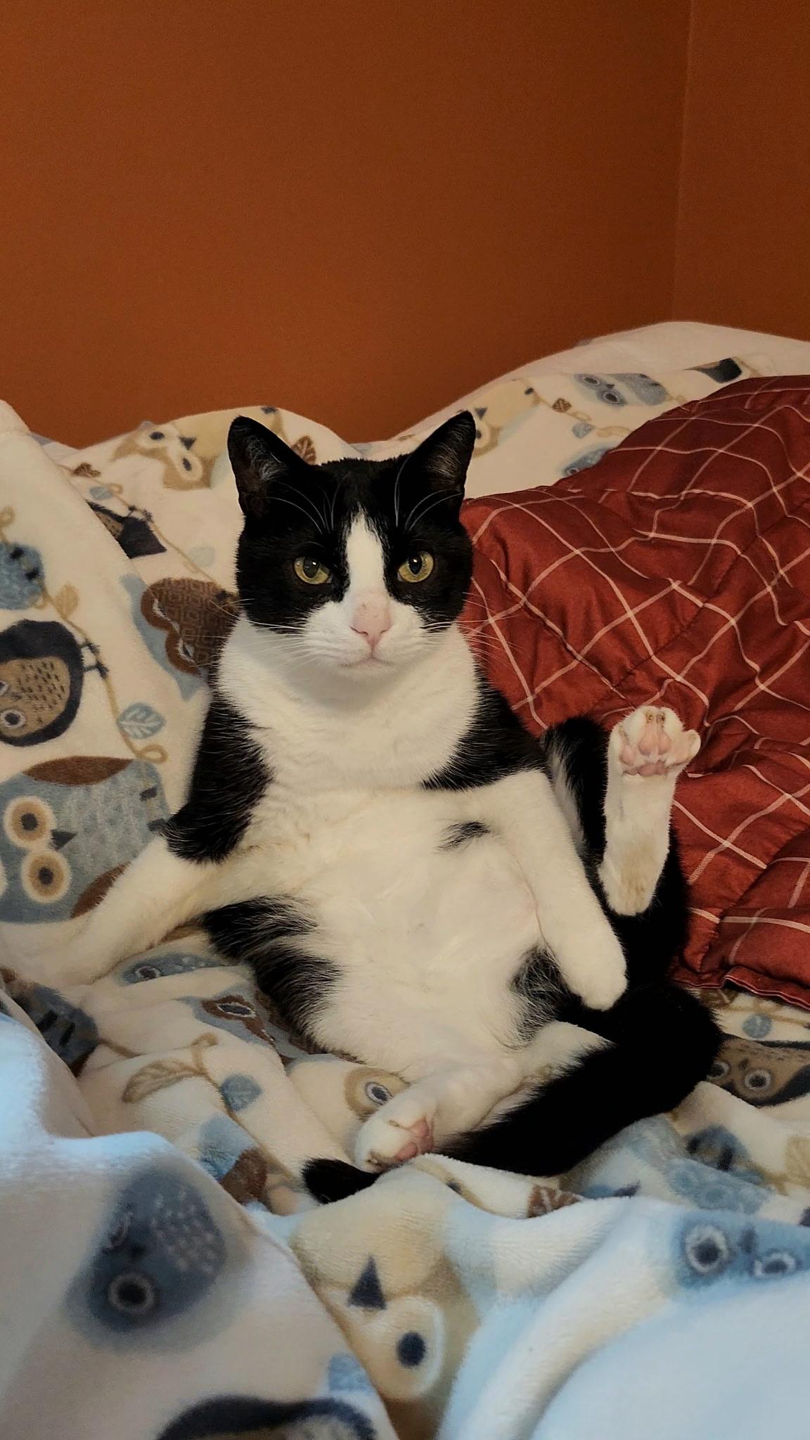 Misha, Adoptable, Adult Female Domestic Short Hair.