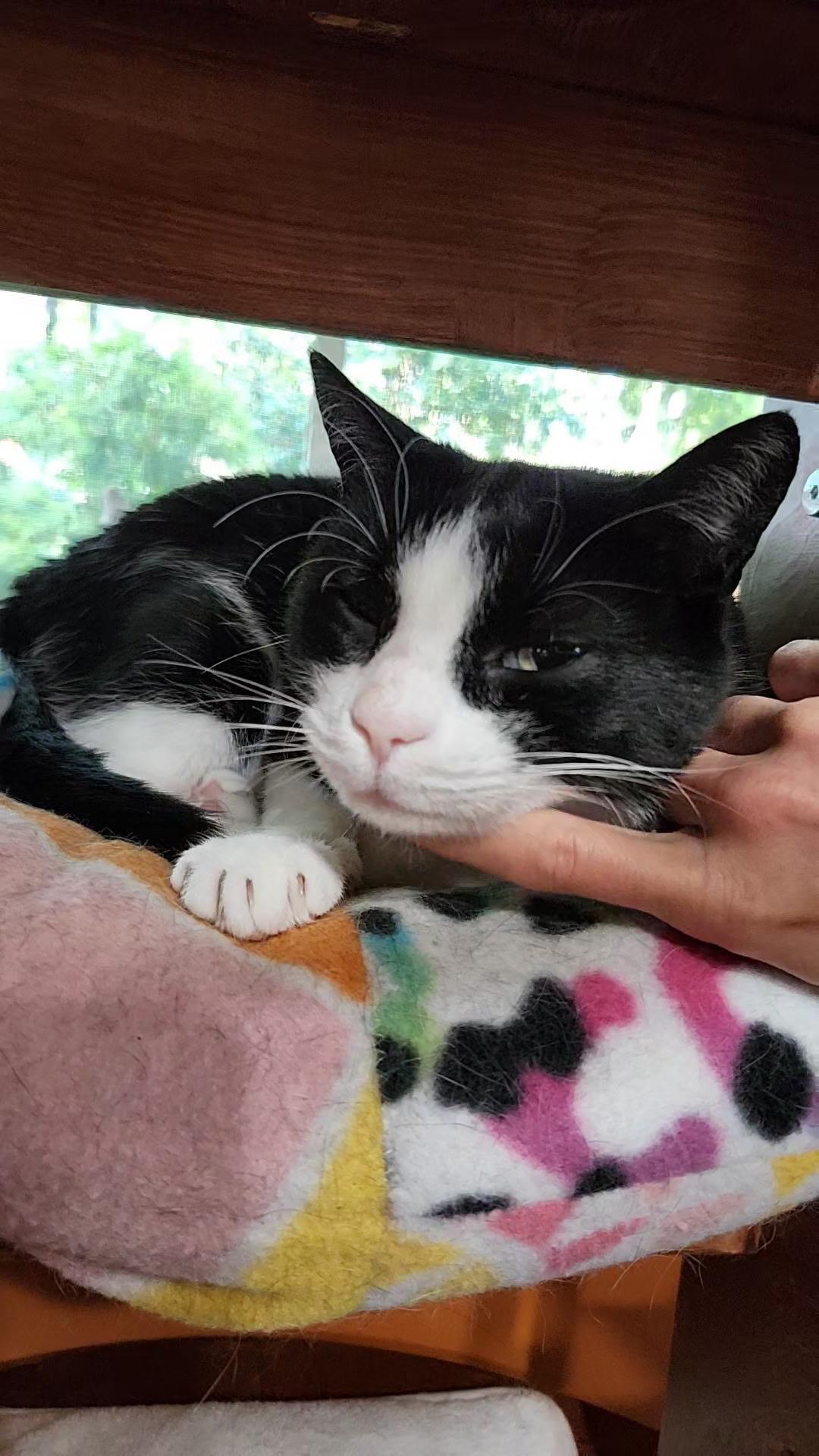 Enlarge Misha, a Adoptable Domestic Short Hair in Bethel, CT image 4/4