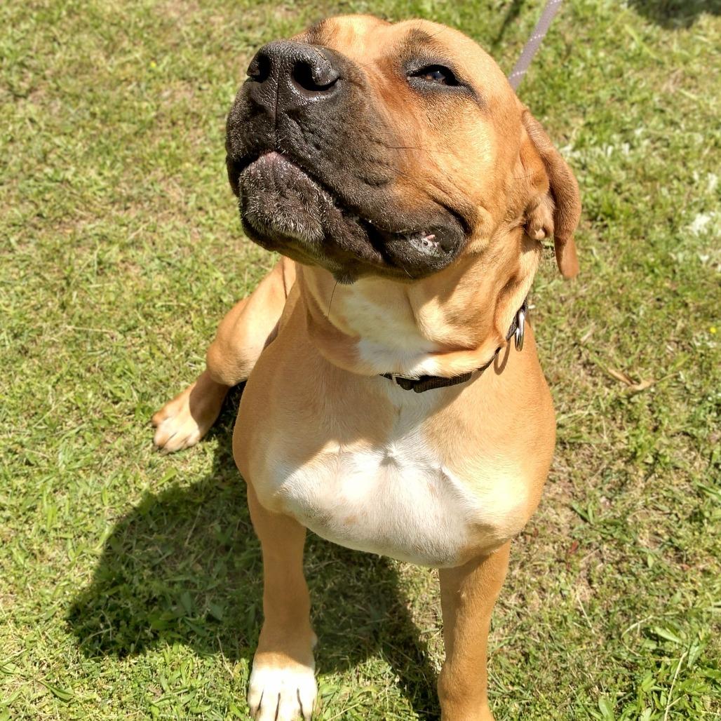 Dixie Doo, Adoptable, Adult Female Mastiff & Mixed Breed.