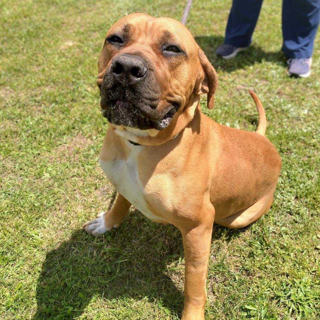 Dixie Doo, a Adoptable mixed breed in Flintstone, MD image 2/6