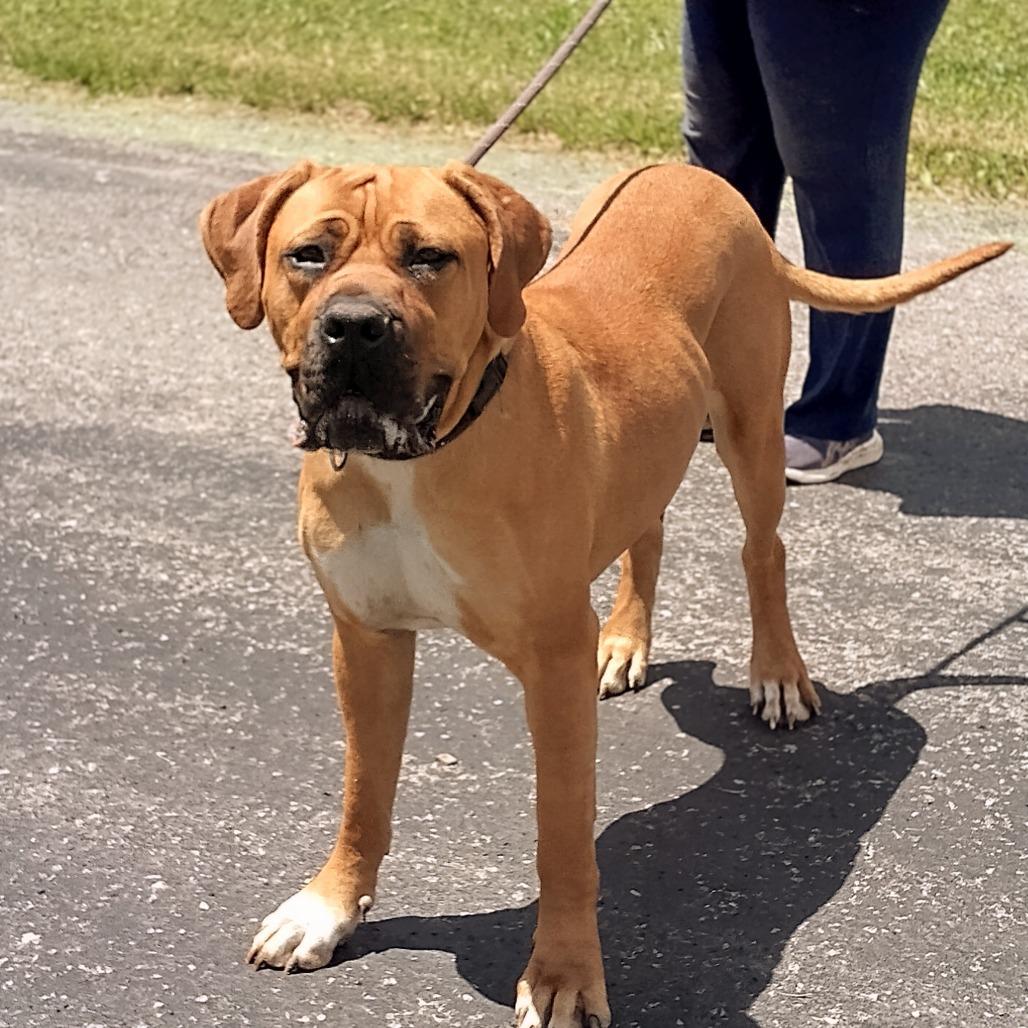 Dixie Doo, a Adoptable mixed breed in Flintstone, MD image 3/6
