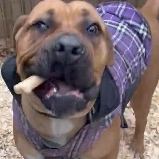 Dixie Doo, a Adoptable mixed breed in Flintstone, MD image 3/6