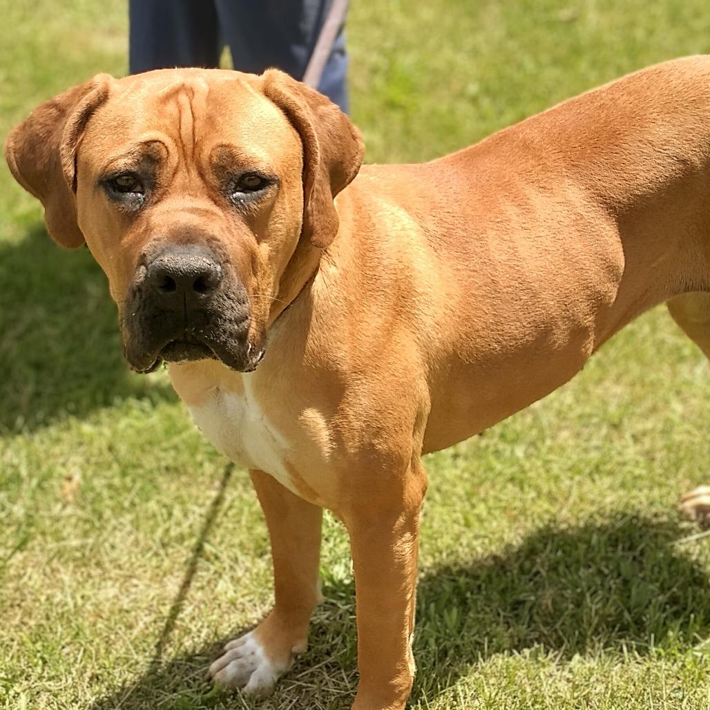 Dixie Doo, a Adoptable mixed breed in Flintstone, MD image 4/6